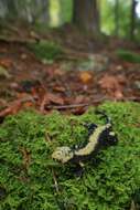 Image of Alpine Salamander