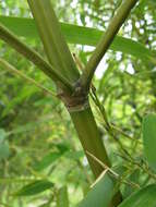 Plancia ëd Phyllostachys reticulata (Rupr.) K. Koch