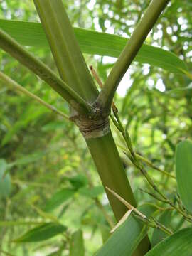 Image of Japanese timber bamboo