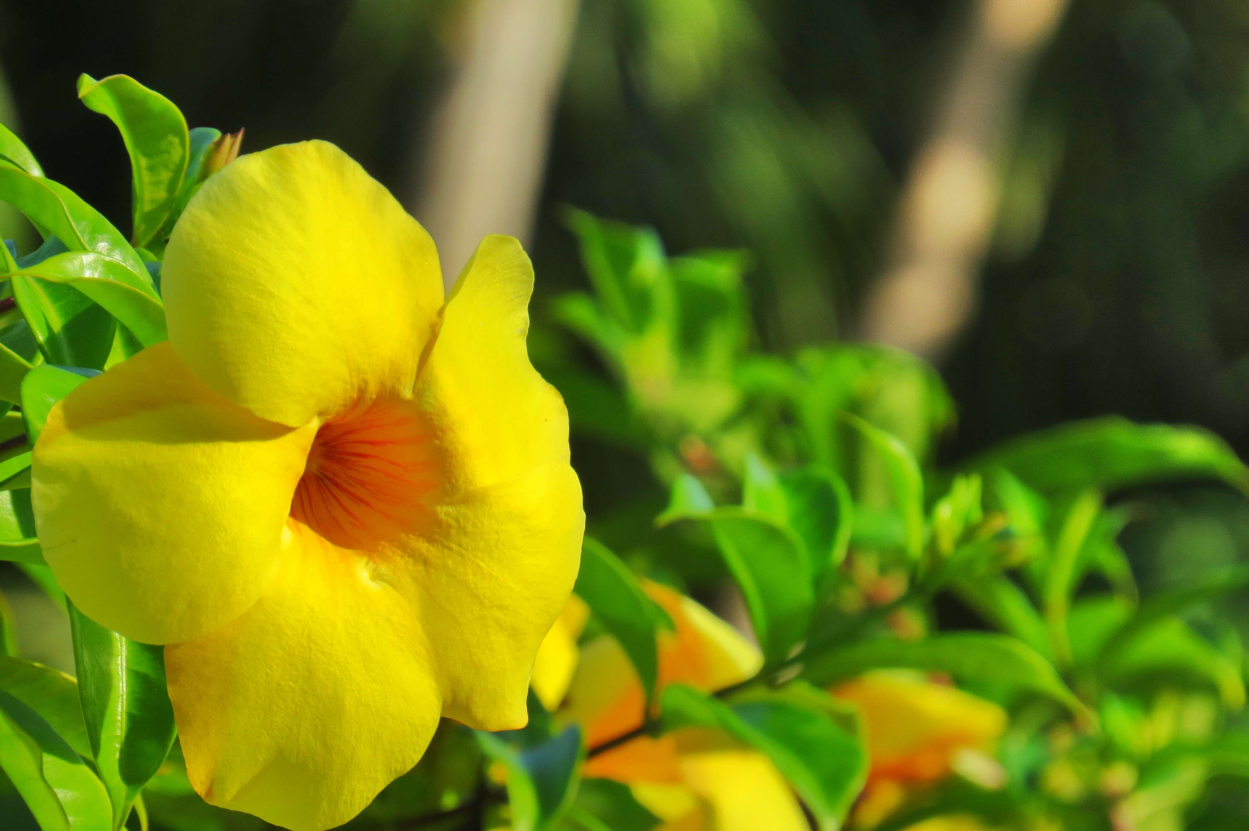 Image of golden trumpet