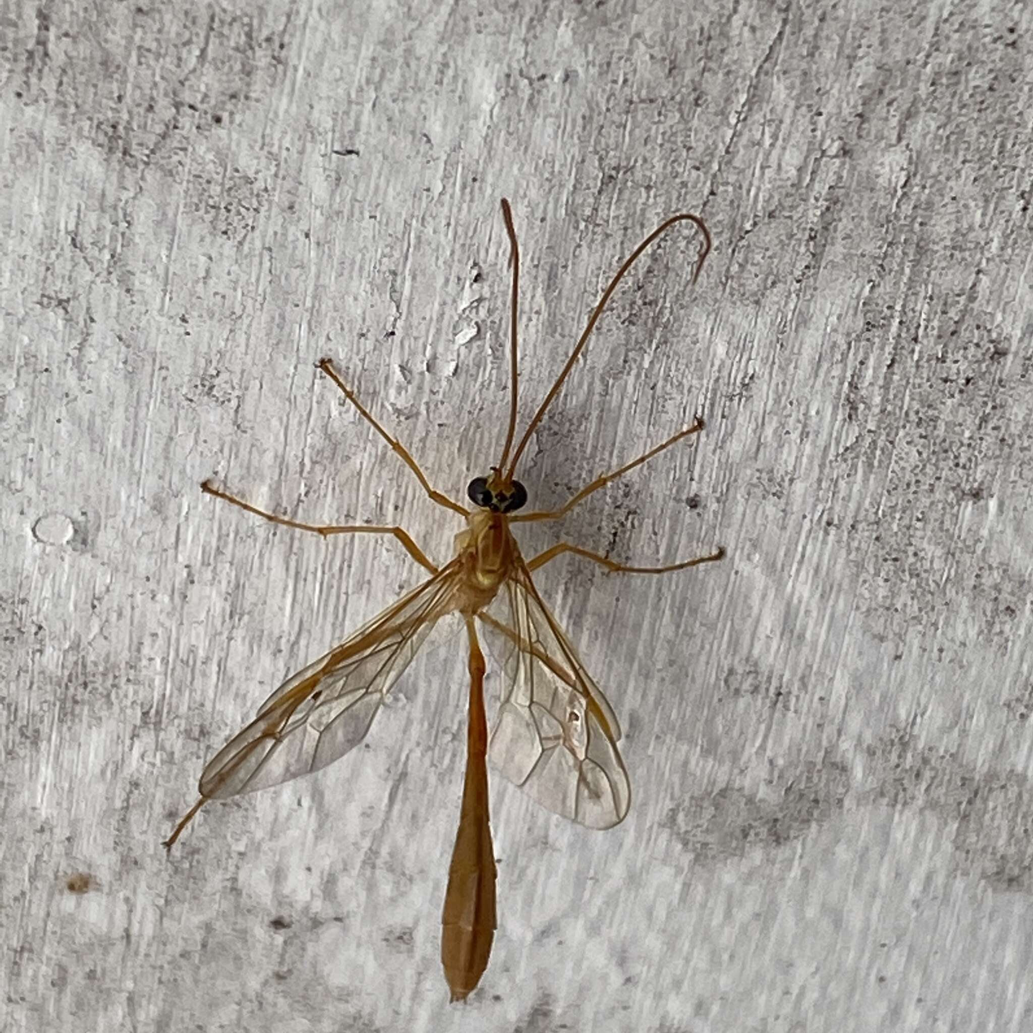 Enicospilus guatemalensis (Cameron 1886)的圖片