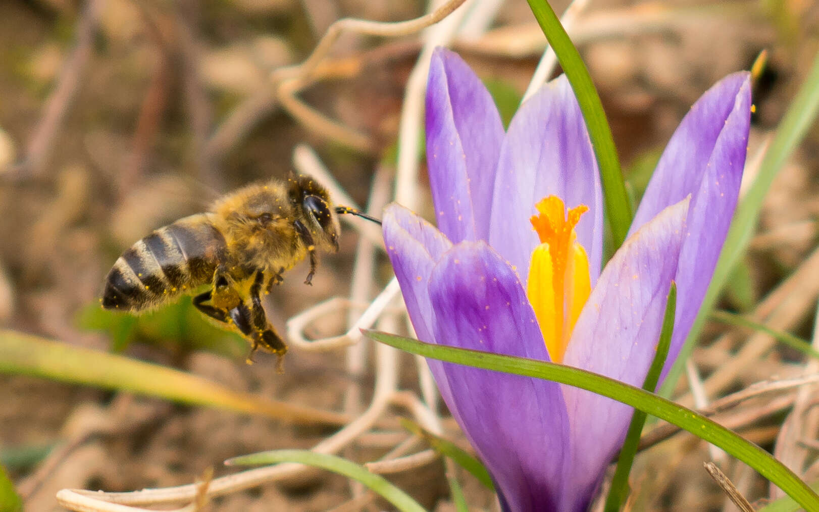 Слика од Apis mellifera carnica