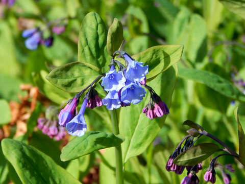 Mertensia virginica (L.) Pers. ex Link resmi