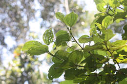 Image of Dichaetanthera cordifolia Baker