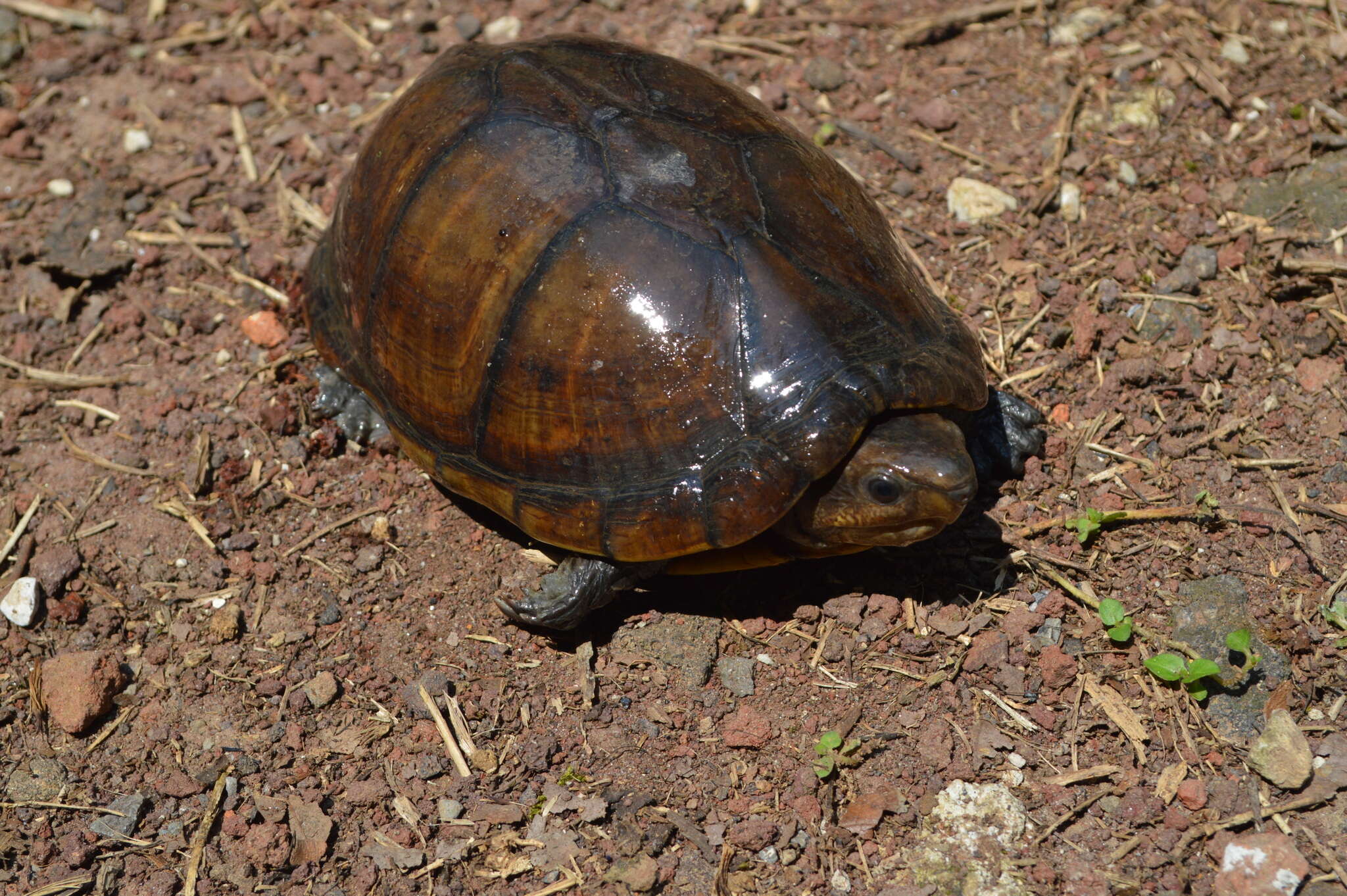 Image of Herrara’s Mud Turtle