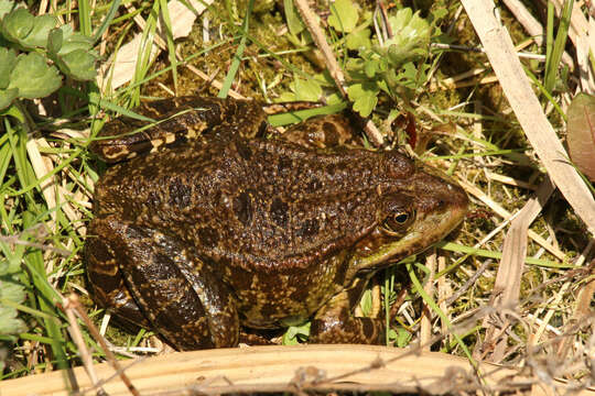 Image of Common frog