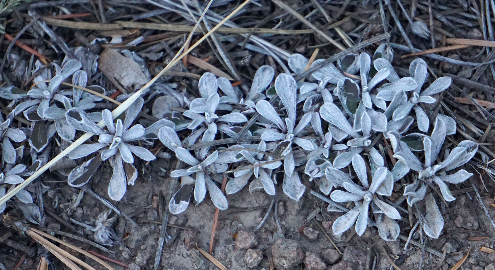 Imagem de Antennaria parvifolia Nutt.