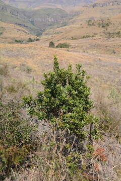 Image of Broad-leaved waxberry