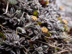 Image of Leptinella albida (D. Lloyd) D. G. Lloyd & C. J. Webb