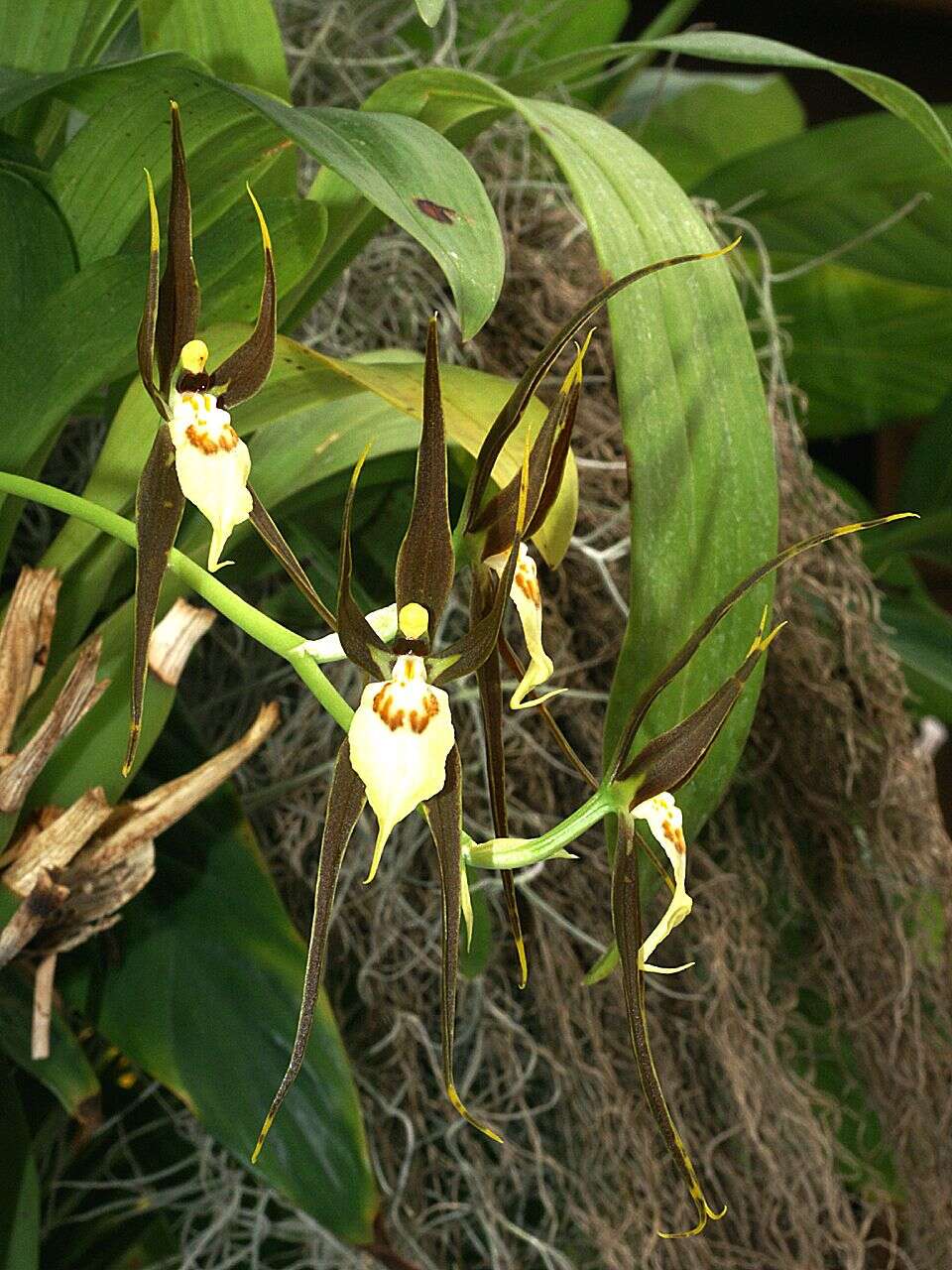 Image of brassia