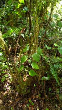 Image of Rubus lambertianus Ser.