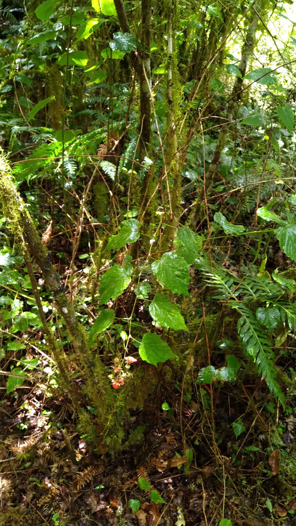 Image of Rubus lambertianus var. glandulosus Cardot