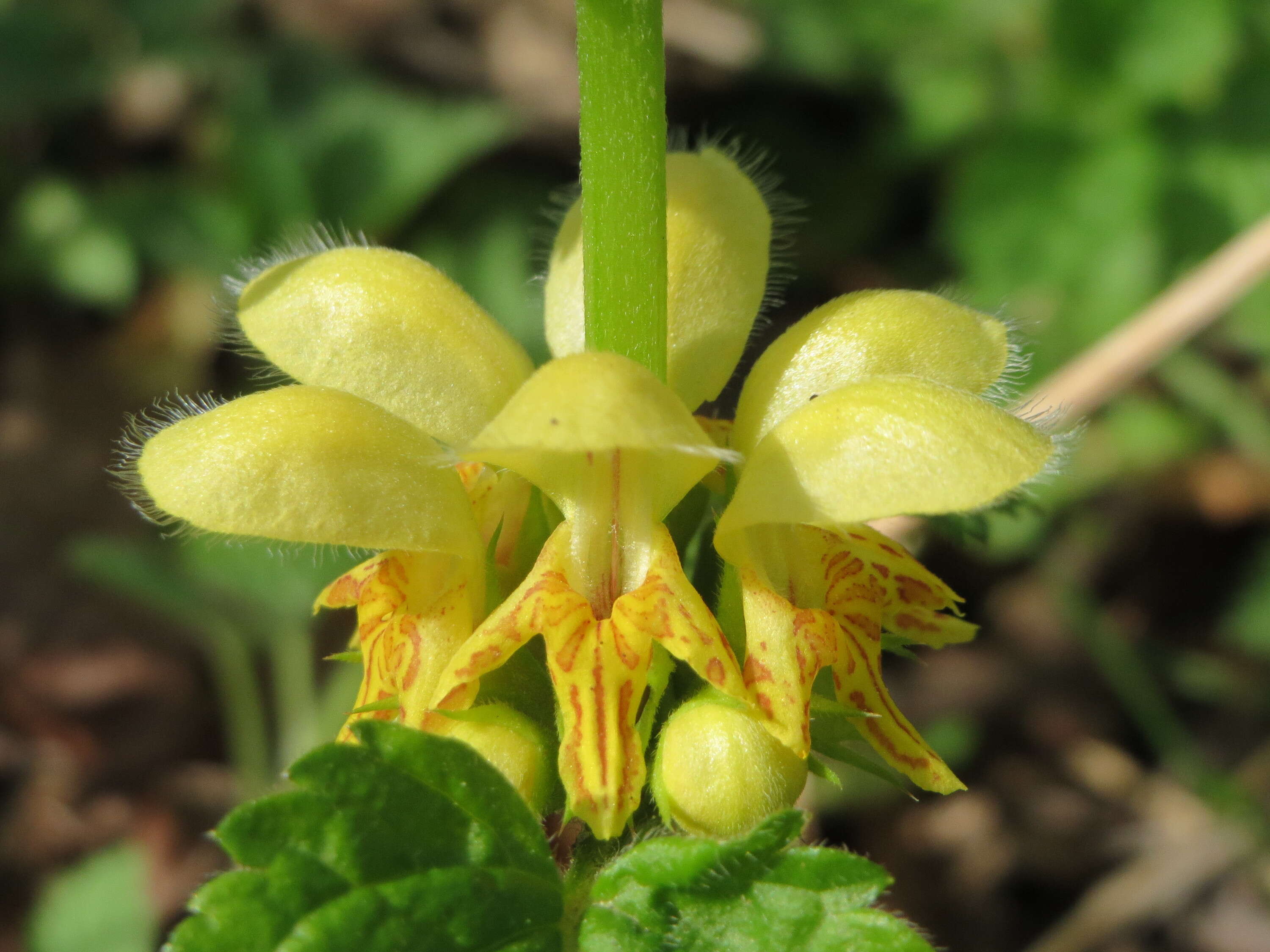 Imagem de Lamium galeobdolon (L.) L.