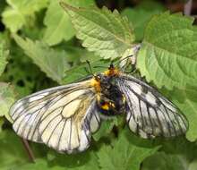 Plancia ëd Parnassius glacialis Butler 1866