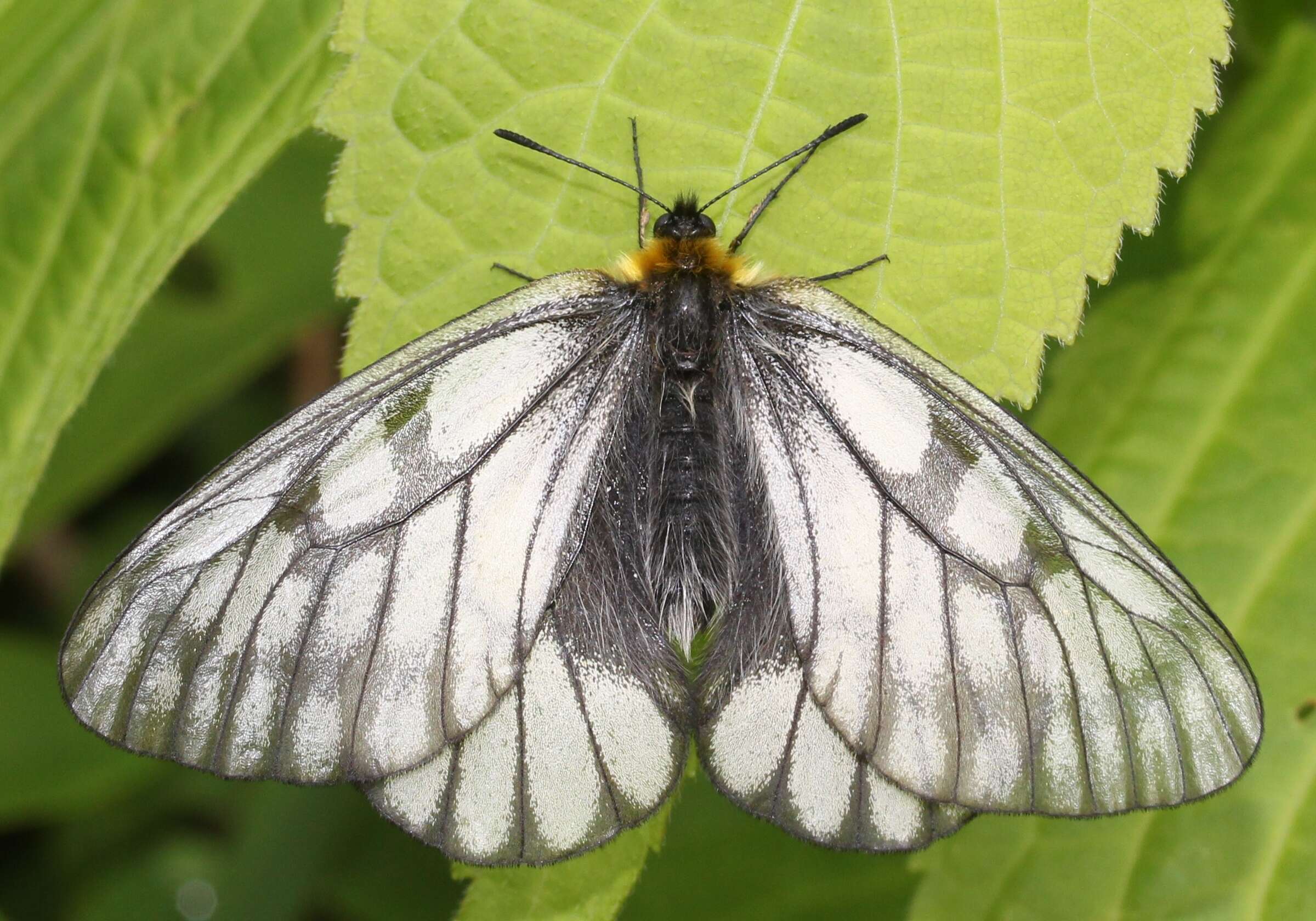 Plancia ëd Parnassius glacialis Butler 1866