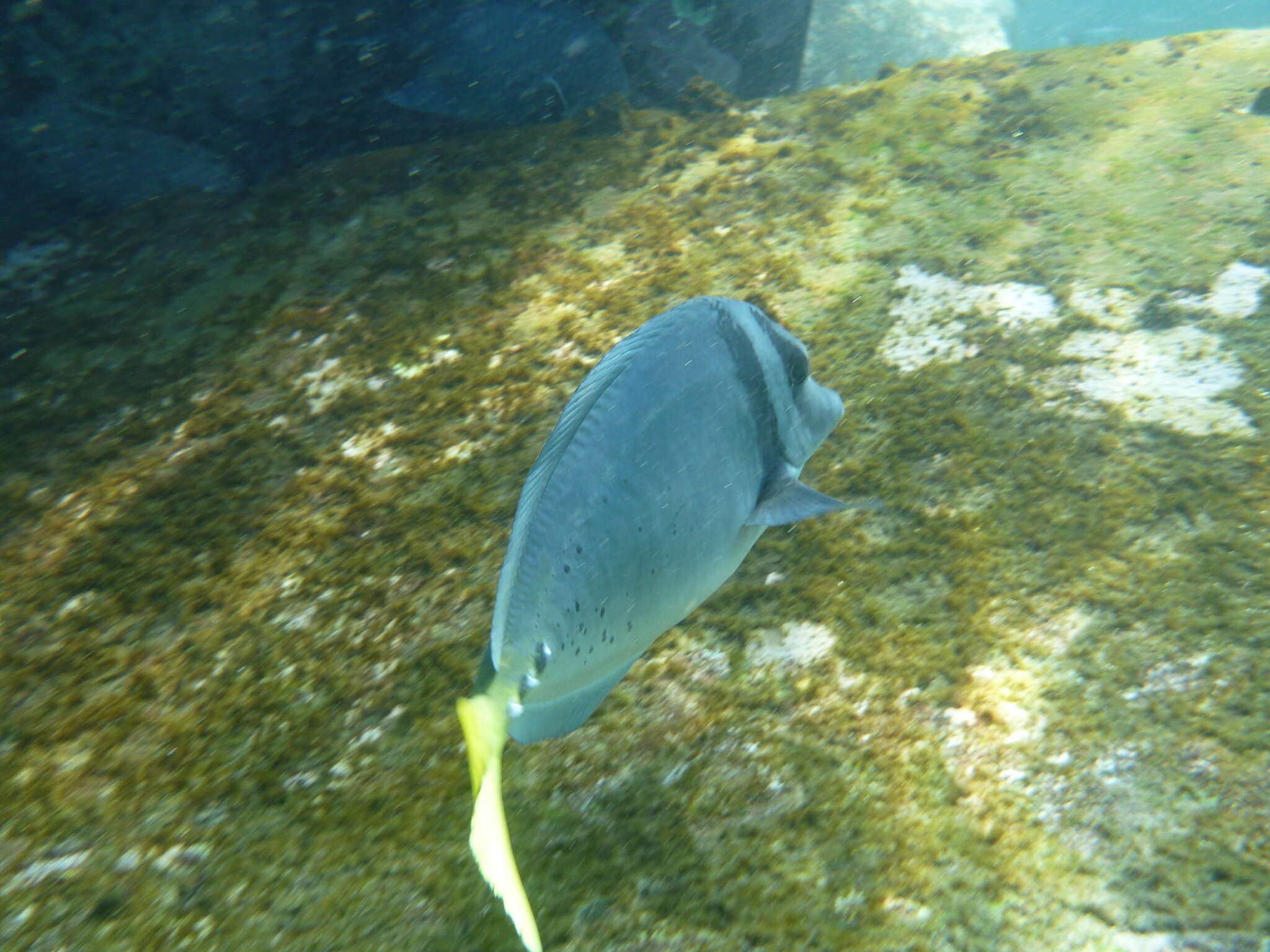 Image of Razor Surgeonfish