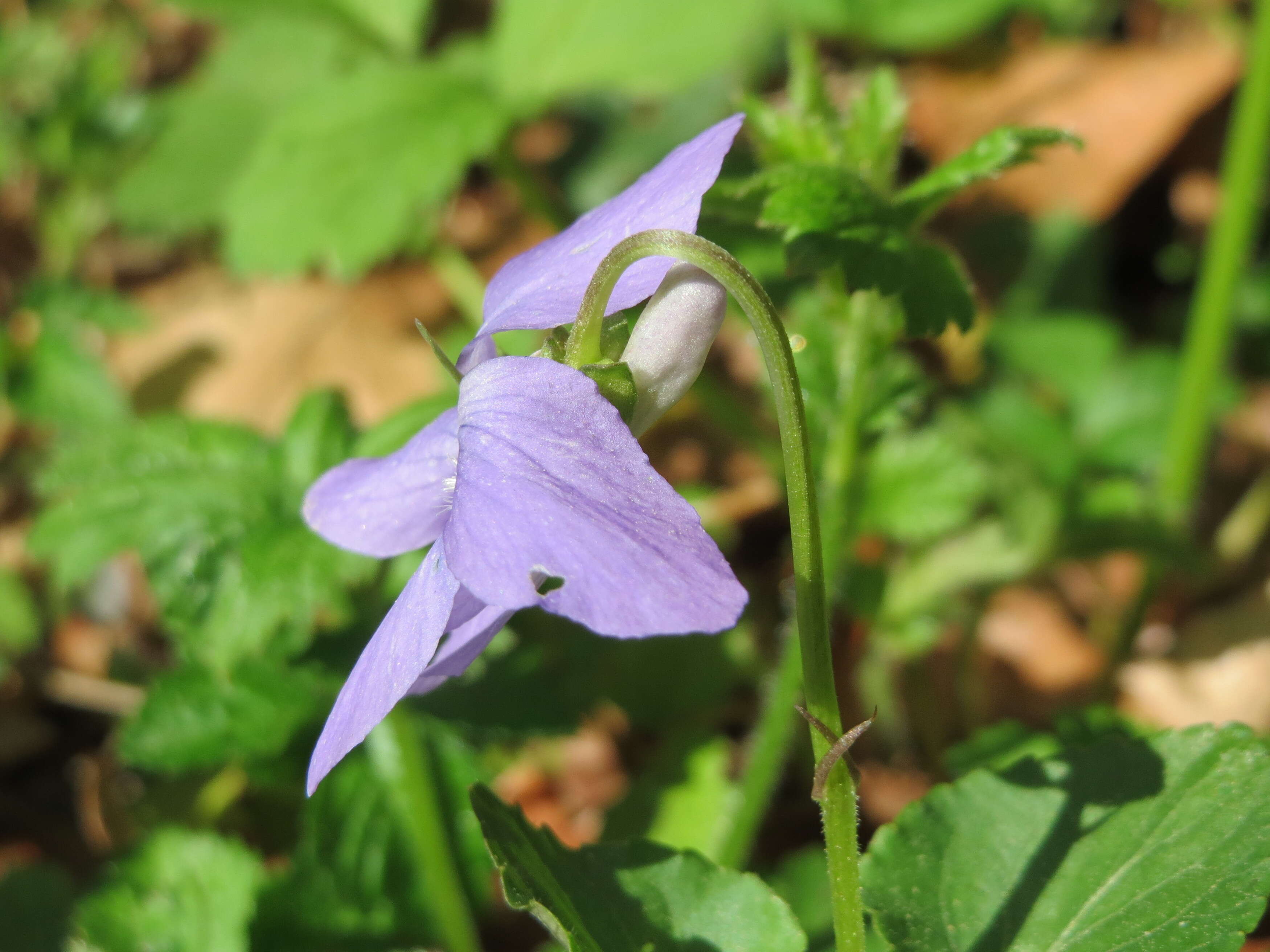 Image of common dog-violet