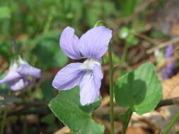 Image of common dog-violet