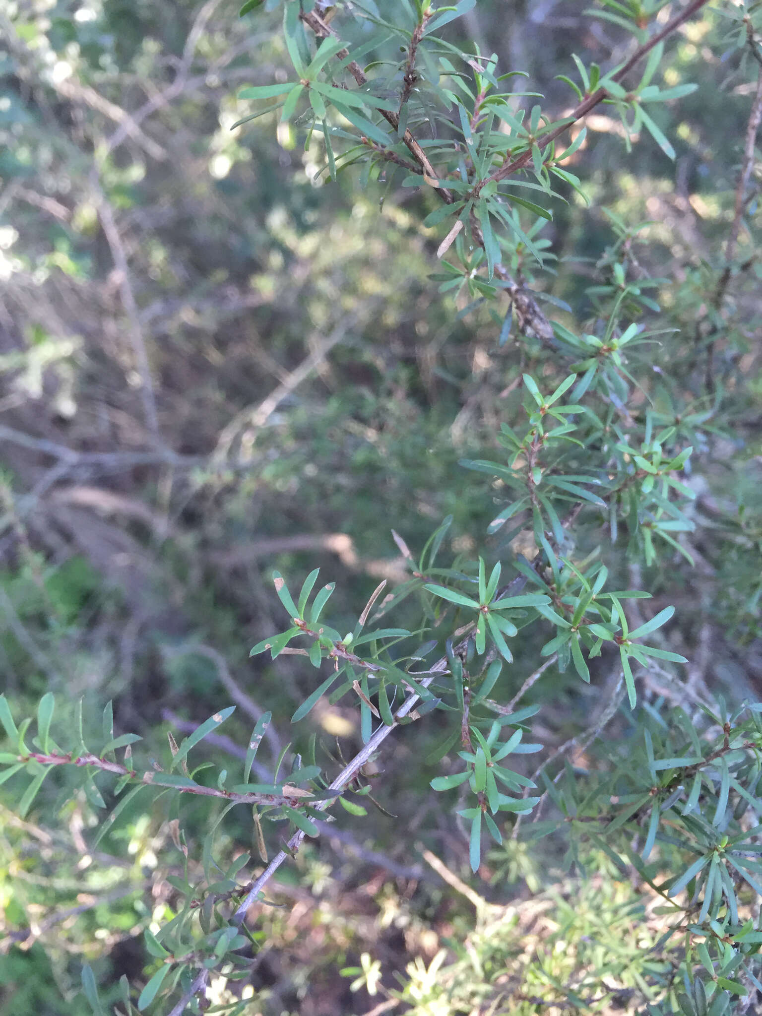 Plancia ëd Kunzea robusta de Lange & Toelken