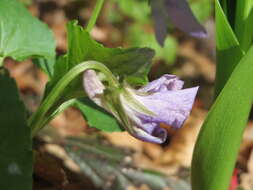 Image of common dog-violet