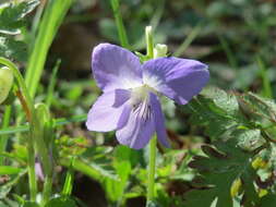 Image of common dog-violet