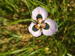 Image of Moraea villosa subsp. villosa