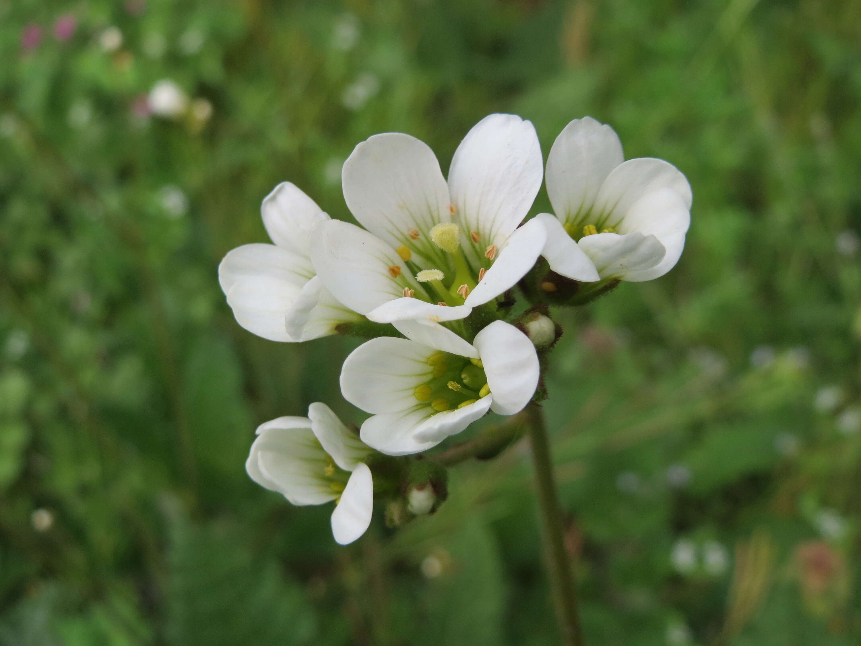 Image of Meadow Saxifrage