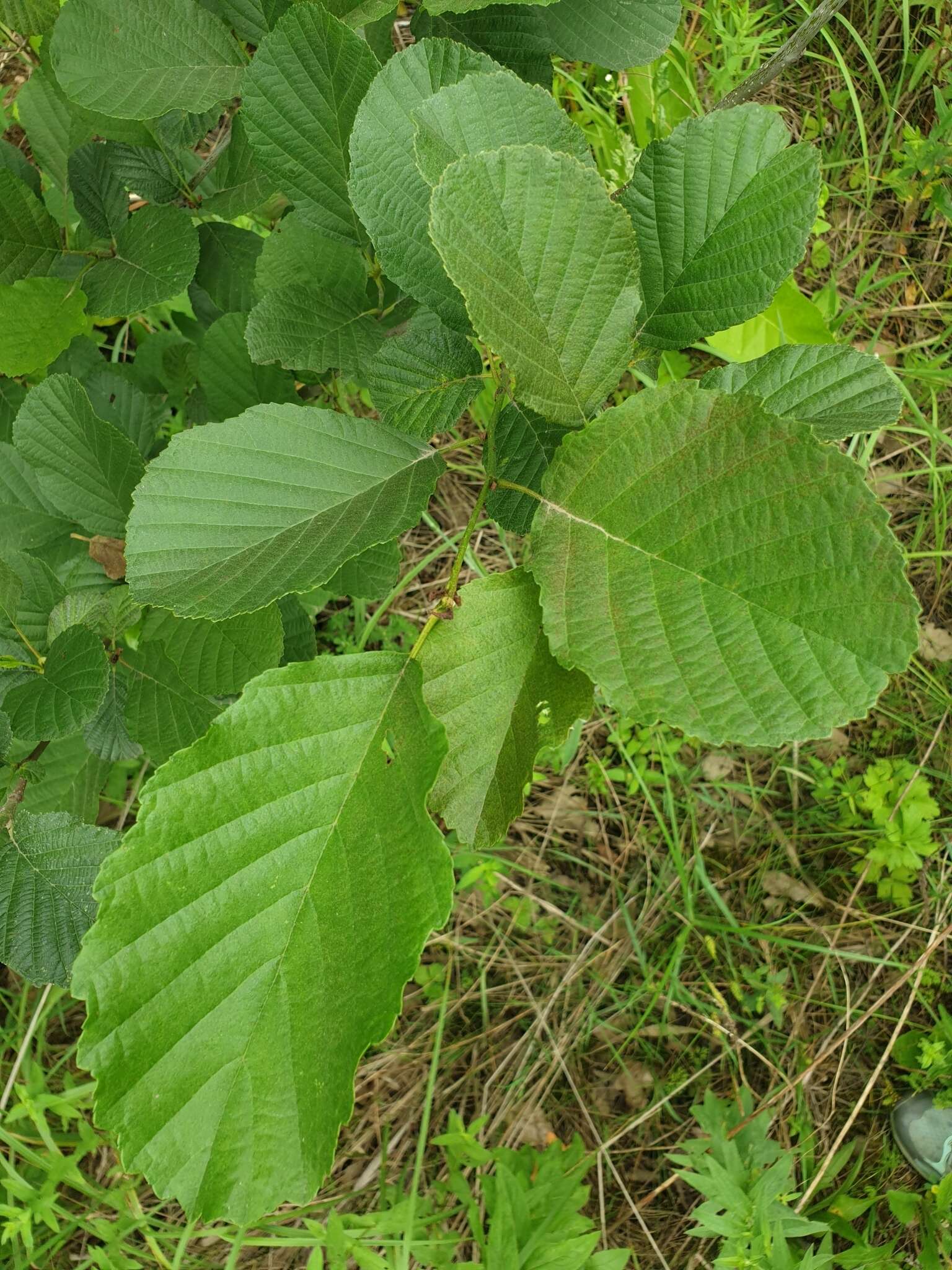 Image of Alnus glutinosa subsp. barbata (C. A. Mey.) Yalt.