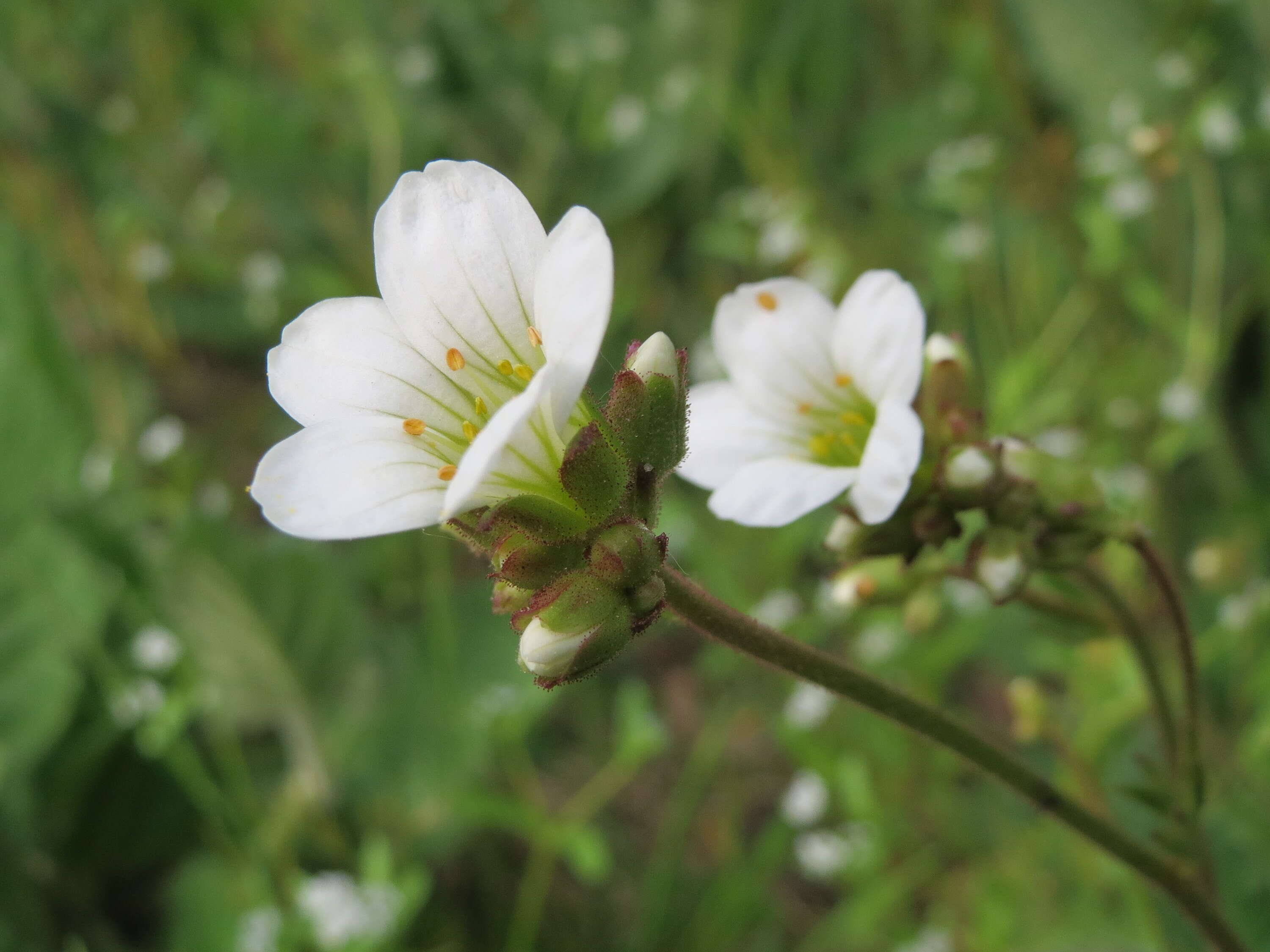 Plancia ëd Saxifraga granulata L.