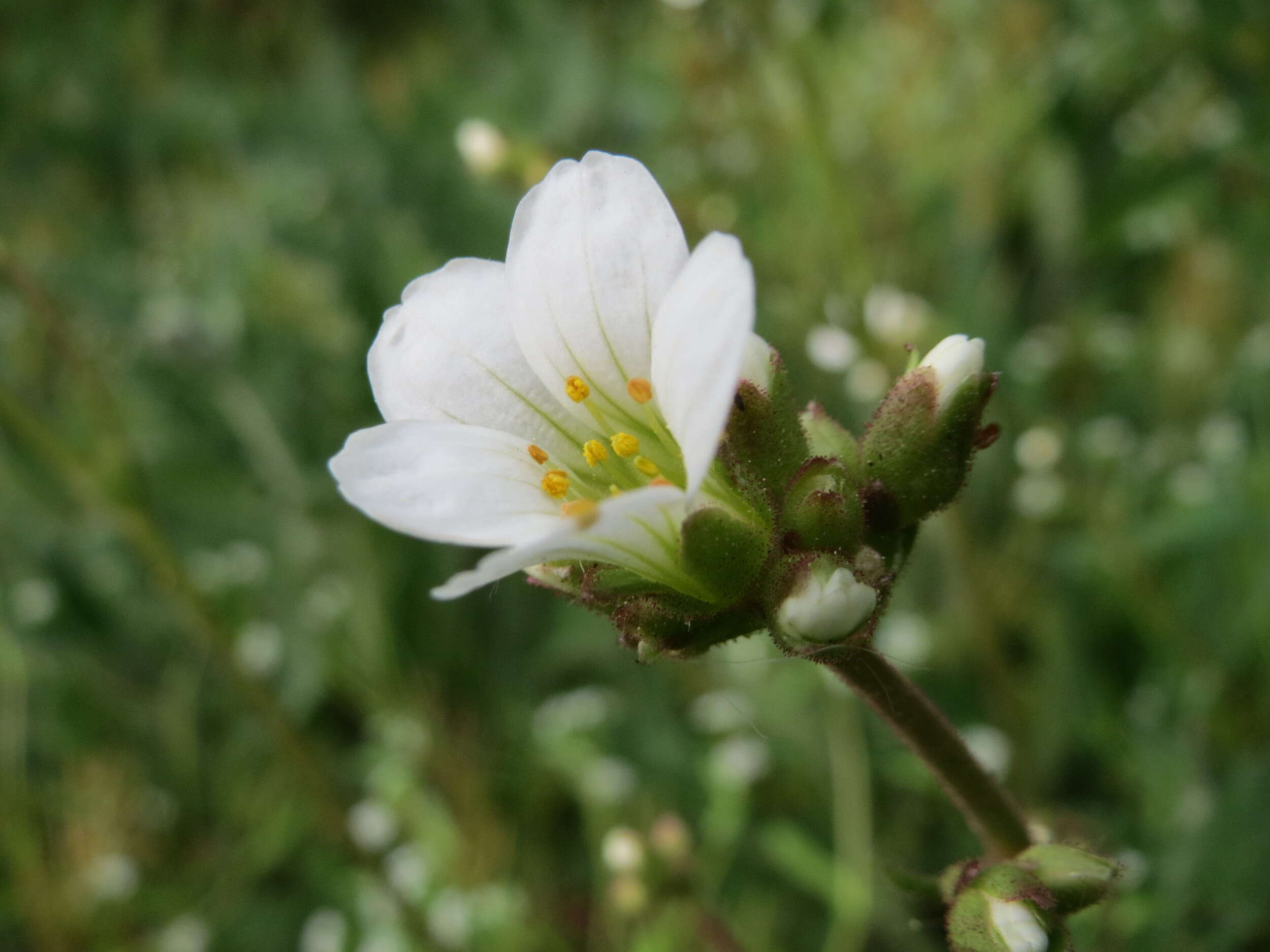 Image of Meadow Saxifrage