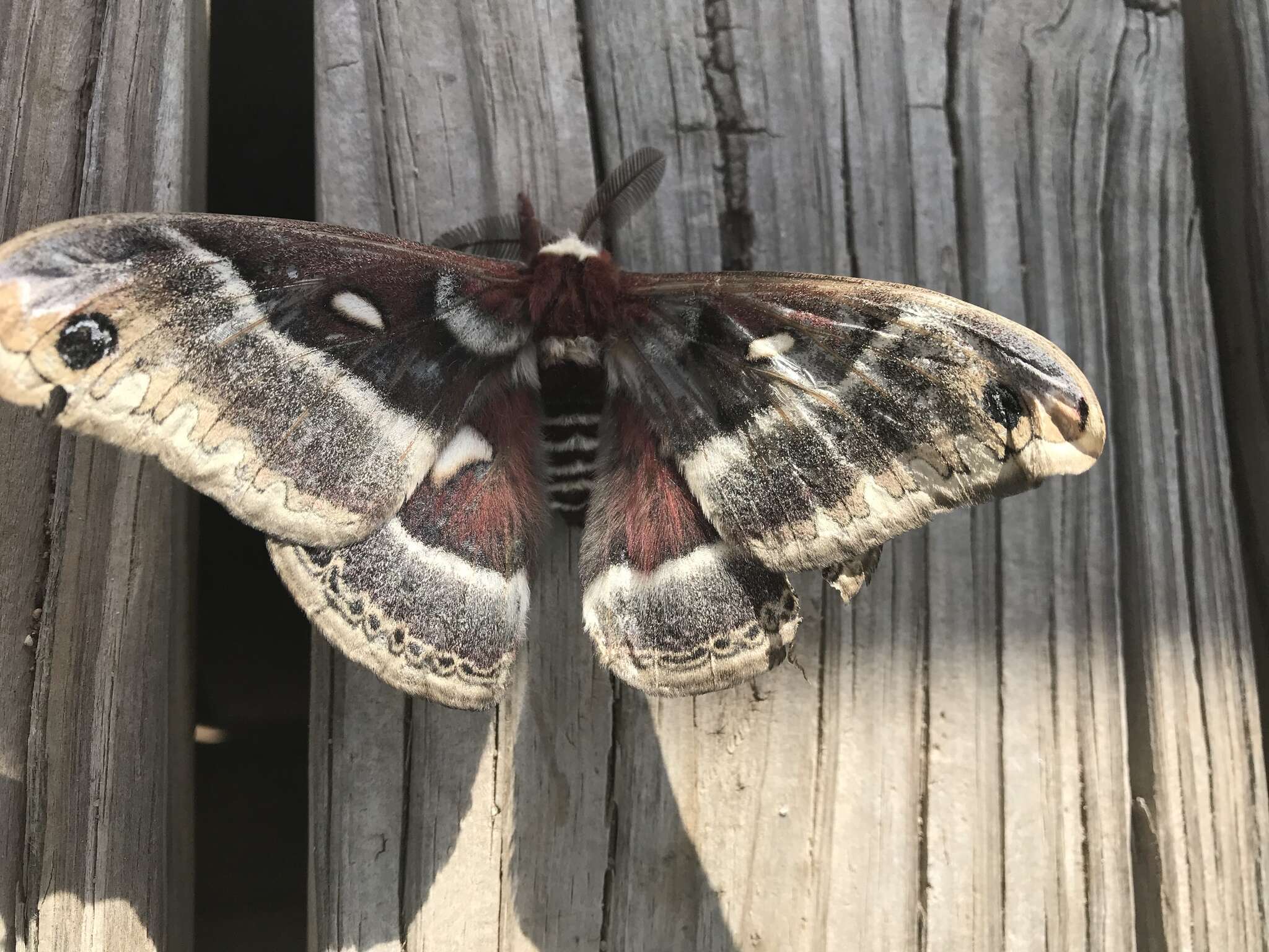 Image of Glover's Silkmoth