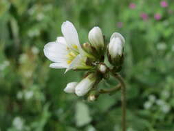 Image of Meadow Saxifrage