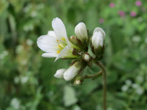 Plancia ëd Saxifraga granulata L.