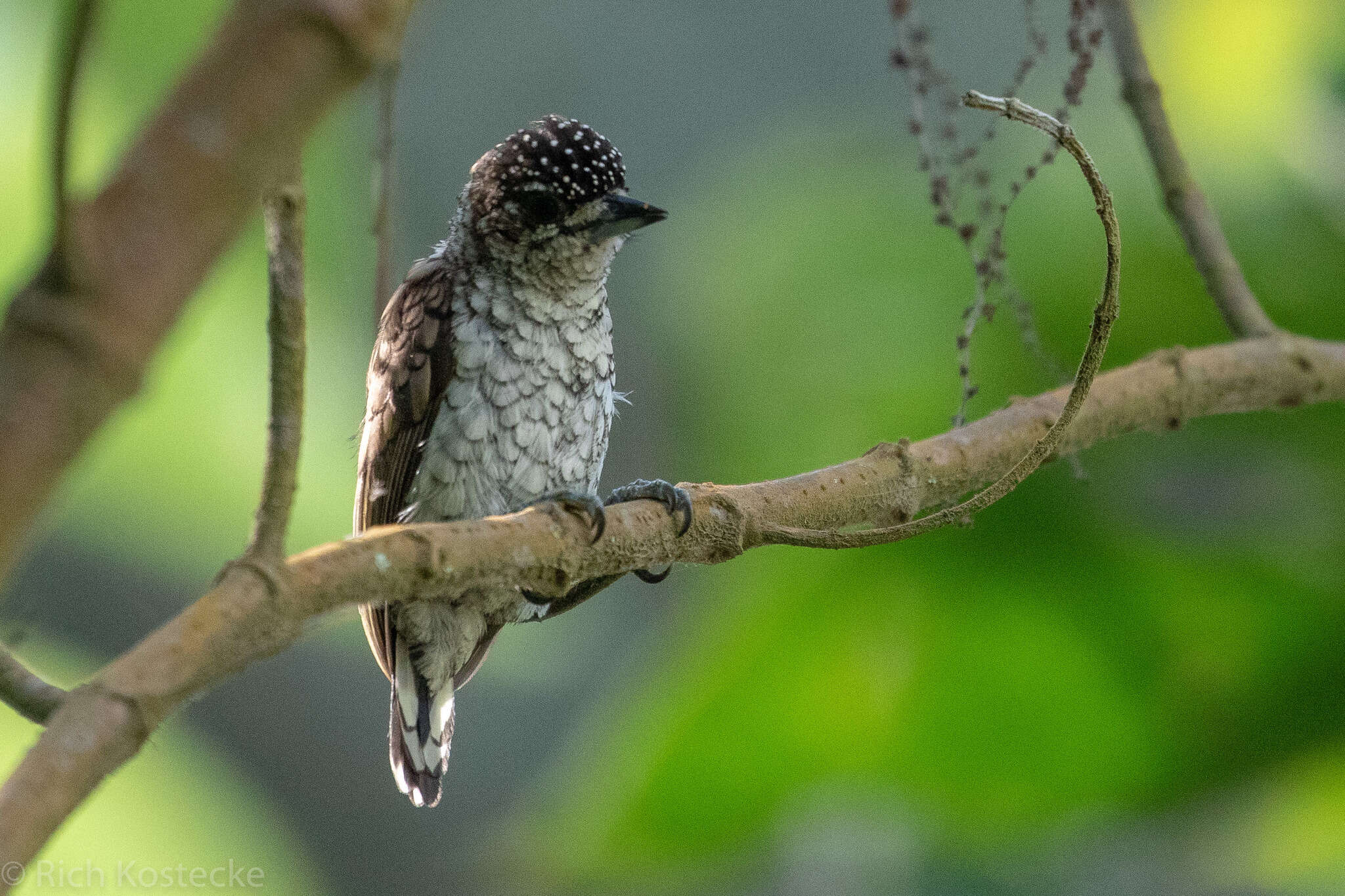 Image of Scaled Piculet