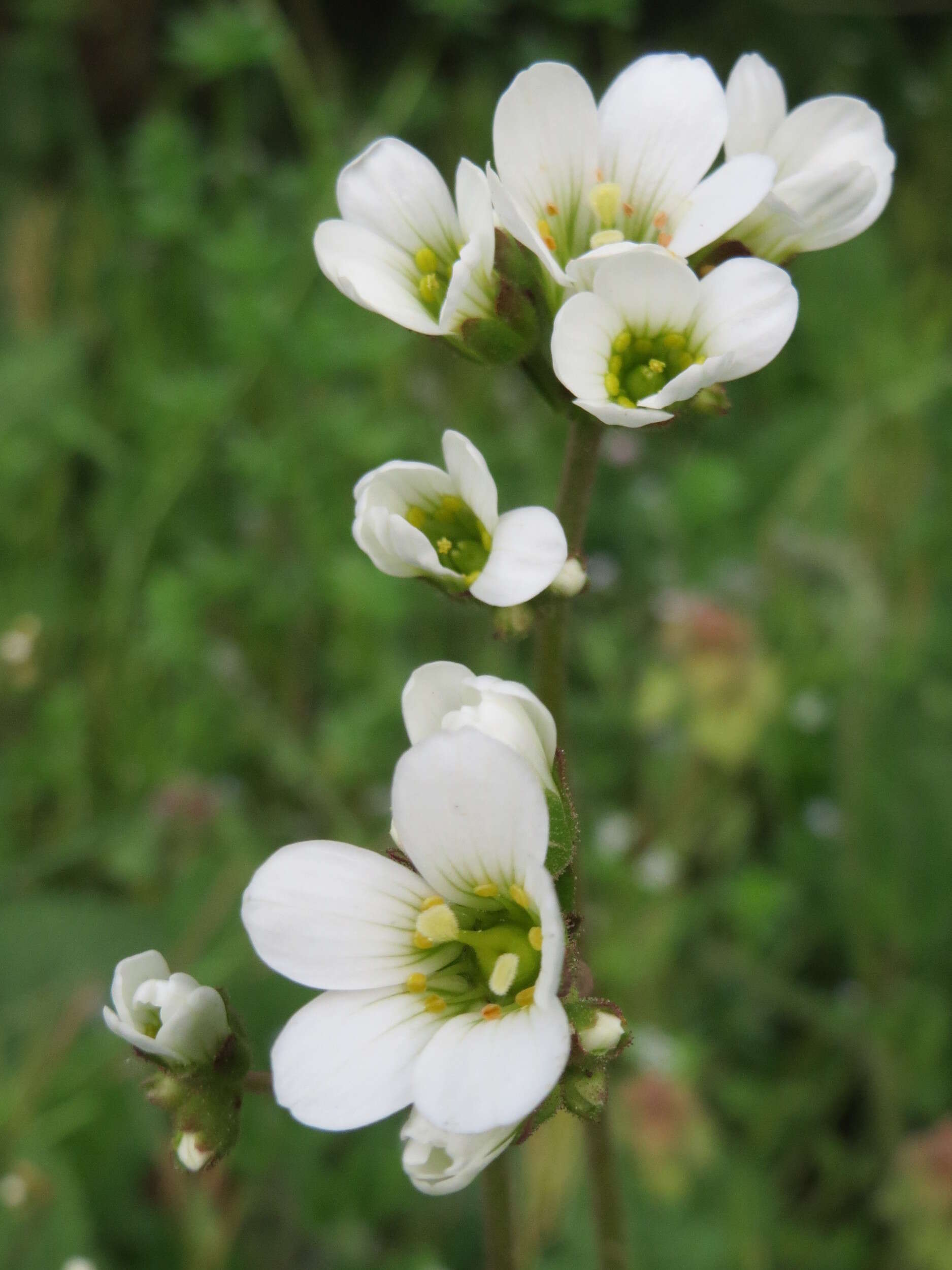 Plancia ëd Saxifraga granulata L.