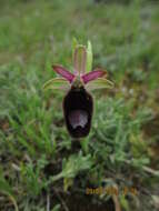 Слика од Ophrys bertolonii Moretti