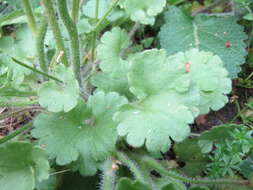 Plancia ëd Saxifraga granulata L.