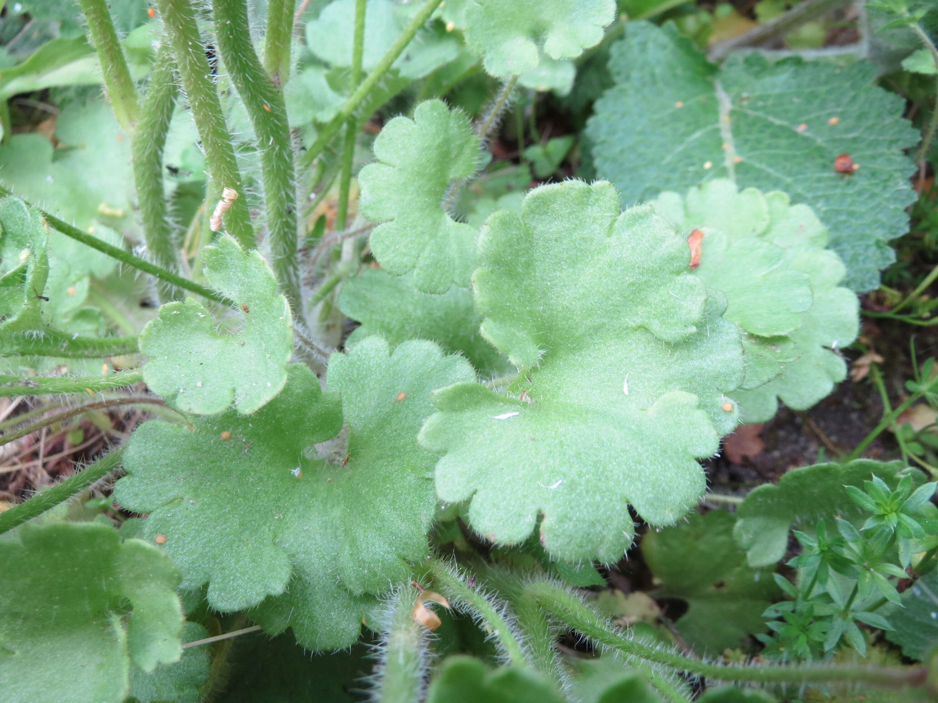 Plancia ëd Saxifraga granulata L.