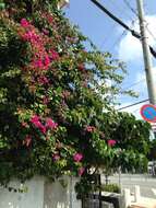 Plancia ëd Bougainvillea glabra Choisy