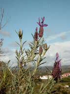 Imagem de Lavandula stoechas L.