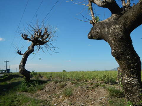 Image of hog plum