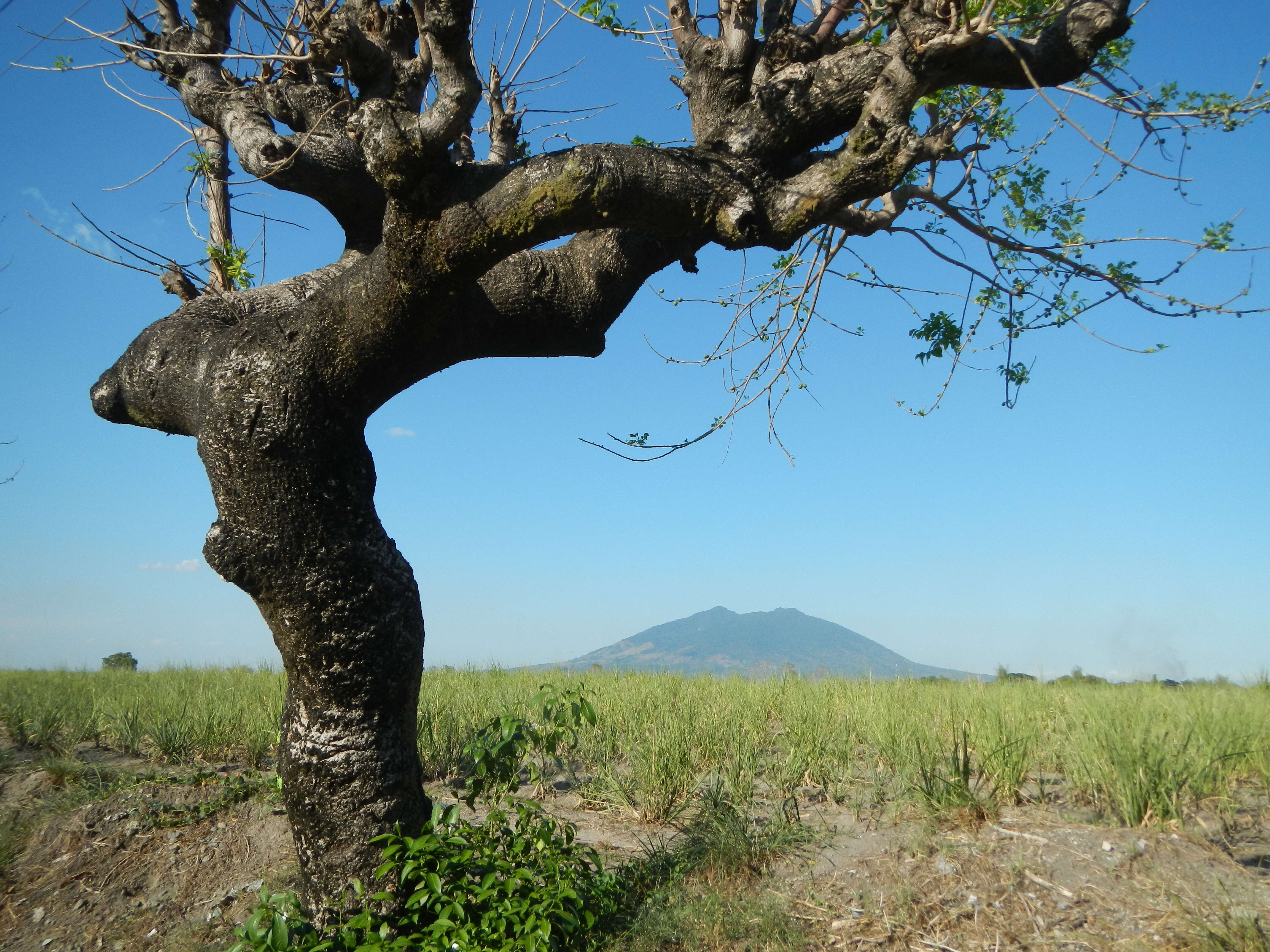 Image of hog plum