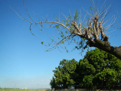 Image of hog plum