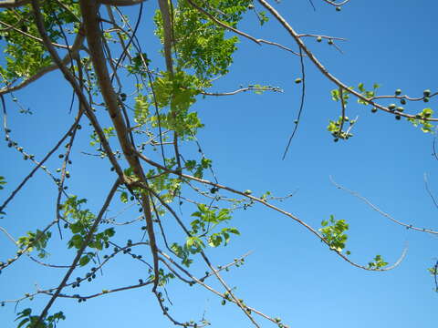 Image of hog plum