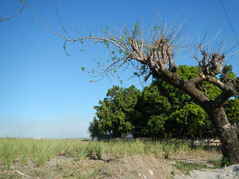 Image of hog plum