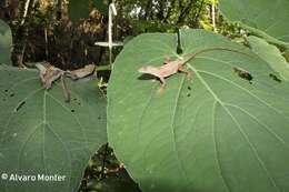 Image de Anolis schiedii (Wiegmann 1834)