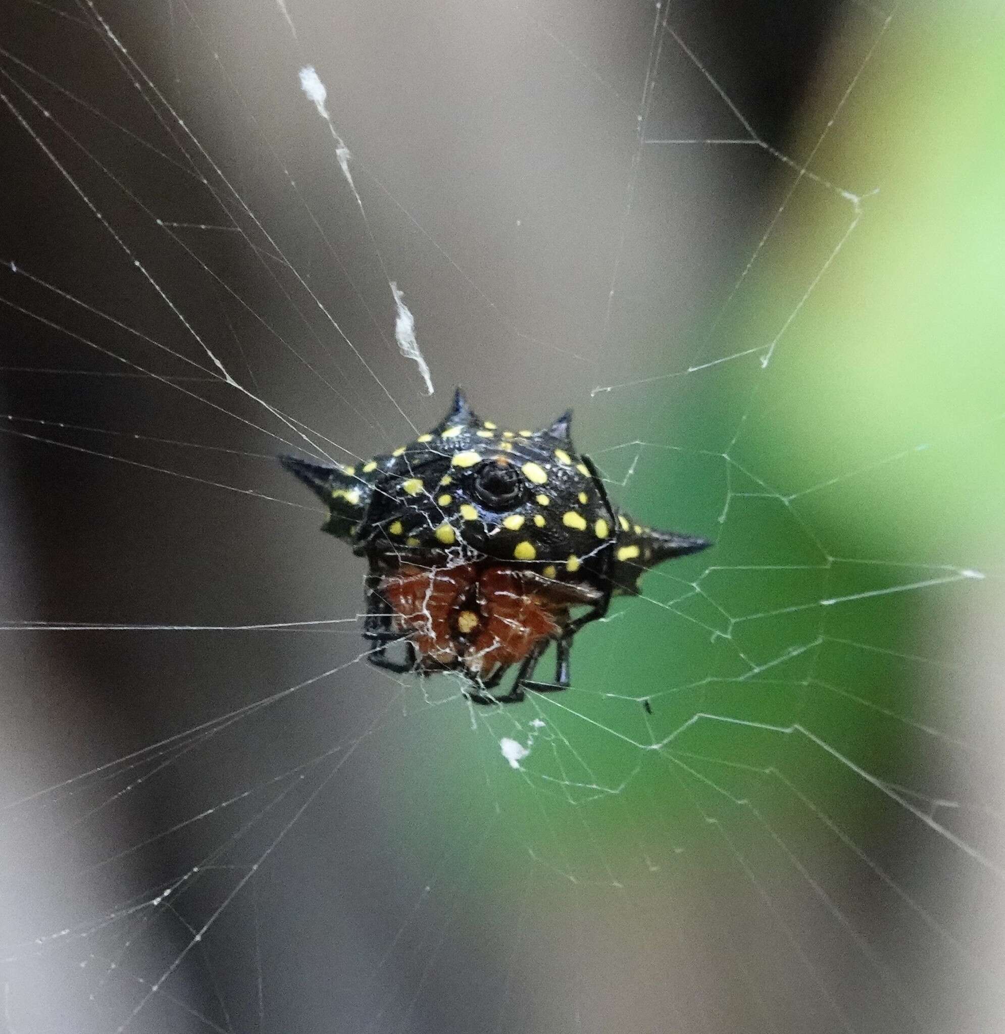 Image of Gasteracantha rhomboidea comorensis Strand 1916