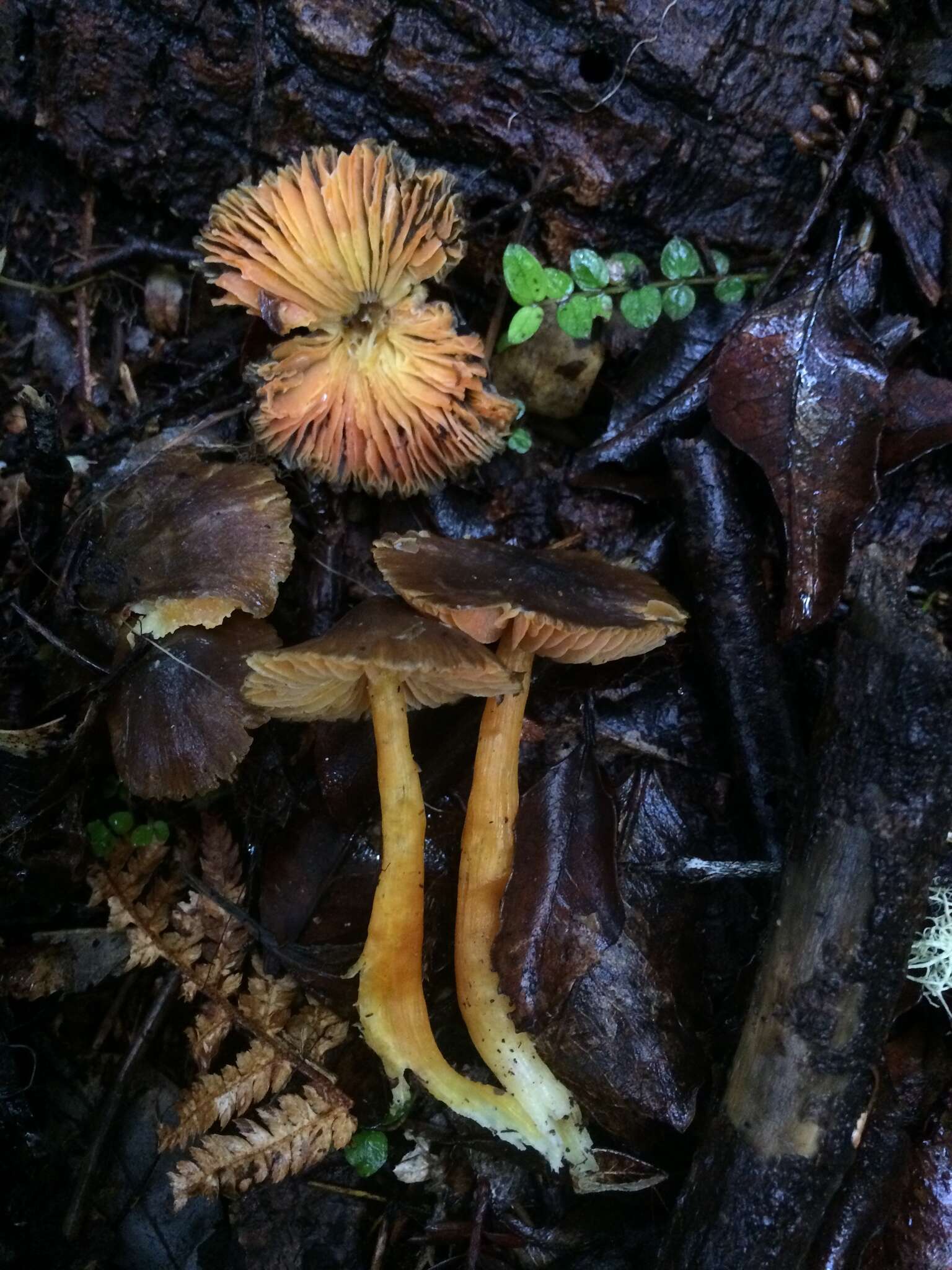 Imagem de Hygrocybe fuscoaurantiaca (G. Stev.) E. Horak 1971