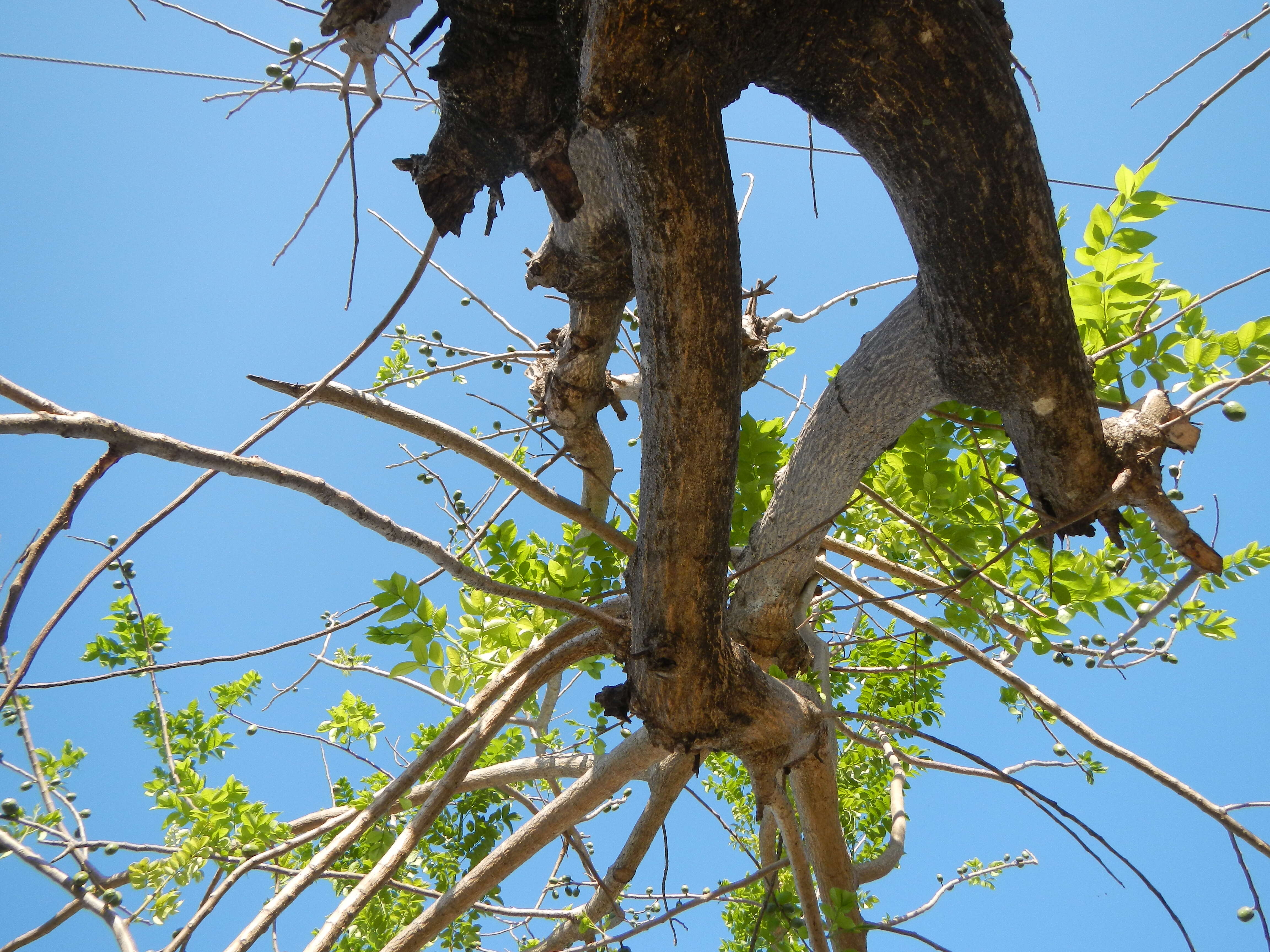 Image of hog plum