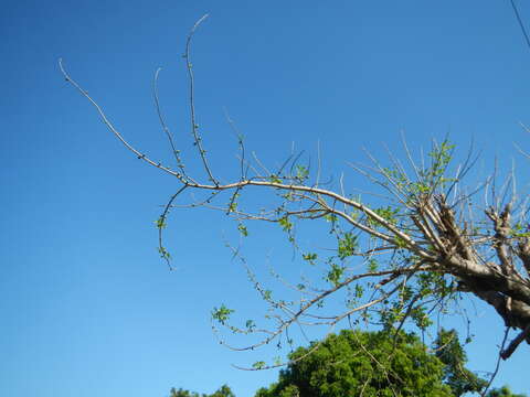 Image of hog plum